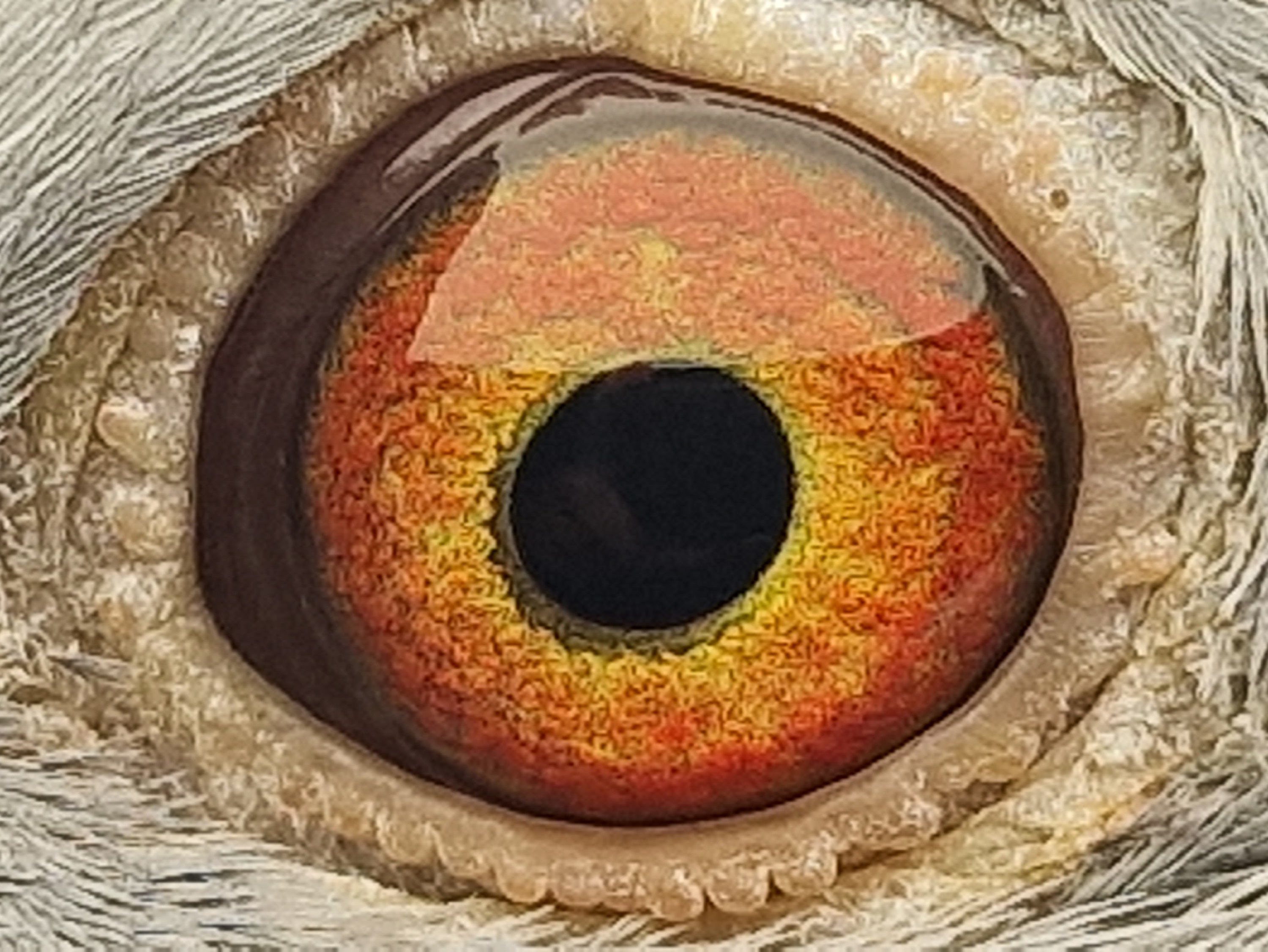 Pigeon eye
